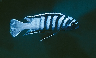 Cynotilapia zebroides 'Mara Rocks'